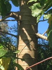 Vasconcellea quercifolia