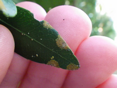 Cephaleuros virescens