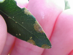 Cephaleuros virescens