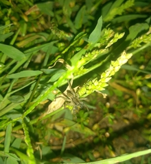 Lycosidae