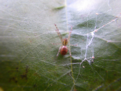 Anelosimus studiosus