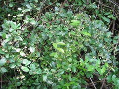 Allocassine laurifolia