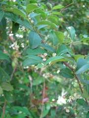 Allocassine laurifolia