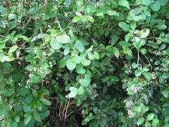 Allocassine laurifolia