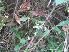 Allocassine laurifolia