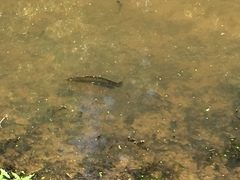 Channa argus
