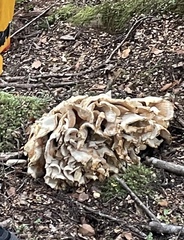Bondarzewia kirkii