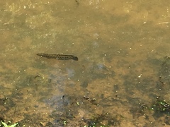 Channa argus