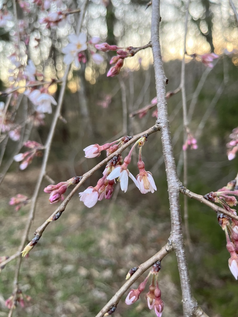 Rosebud Cherry