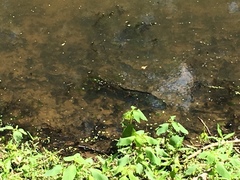 Channa argus