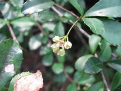 Allocassine laurifolia