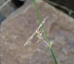 Gillmeria pallidactyla