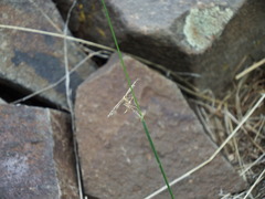 Gillmeria pallidactyla