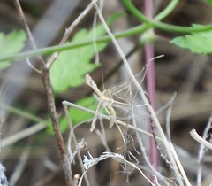 Gillmeria pallidactyla