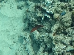 Pseudocheilinus octotaenia