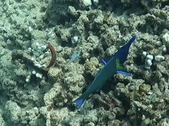 Pseudocheilinus octotaenia