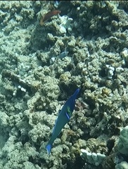 Pseudocheilinus octotaenia