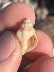 Vokesinotus perrugatus