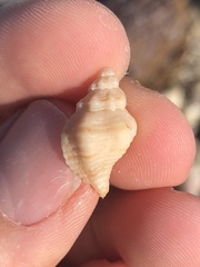 Vokesinotus perrugatus