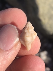 Vokesinotus perrugatus
