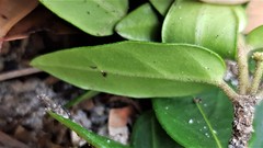 Leichhardtia suaveolens