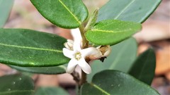 Leichhardtia suaveolens