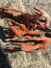 Axinella polycapella