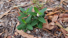 Leichhardtia suaveolens