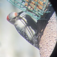 Melanerpes carolinus
