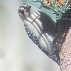 Melanerpes carolinus