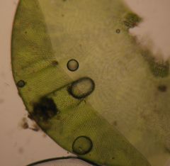 Lembophyllum divulsum