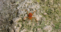 Pachyloides thorellii