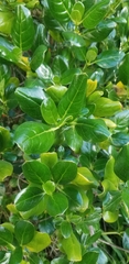 Coprosma repens