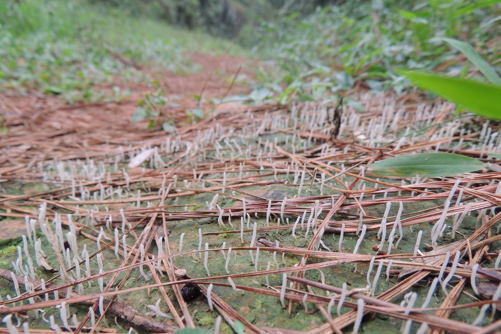 Sulzbacheromyces leucodontium · March 2022 · photo: © williamborges (iNaturalist, CC)