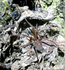Eratigena inermis