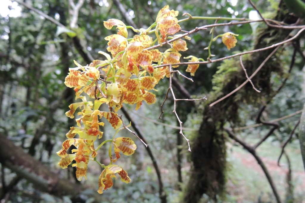 Gomesa cornigera