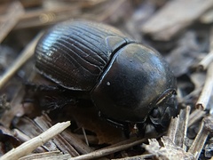 Geotrupes blackburnii