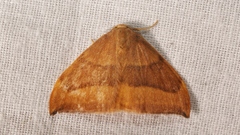 Watsonalla cultraria