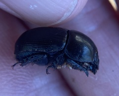 Geotrupes blackburnii