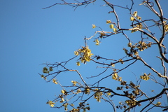 Piscidia carthagenensis