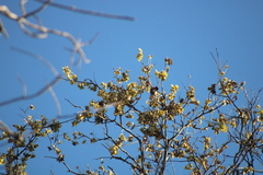 Piscidia carthagenensis