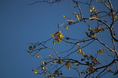 Piscidia carthagenensis