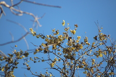 Piscidia carthagenensis