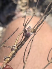 Conopea galeata
