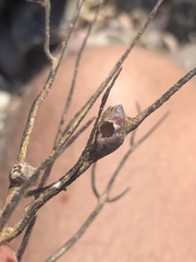 Conopea galeata
