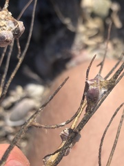 Conopea galeata