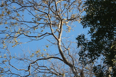 Piscidia carthagenensis