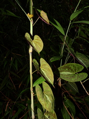 Dioscorea dodecaneura