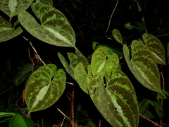 Dioscorea dodecaneura