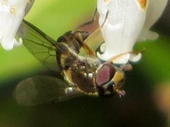 Parasyrphus